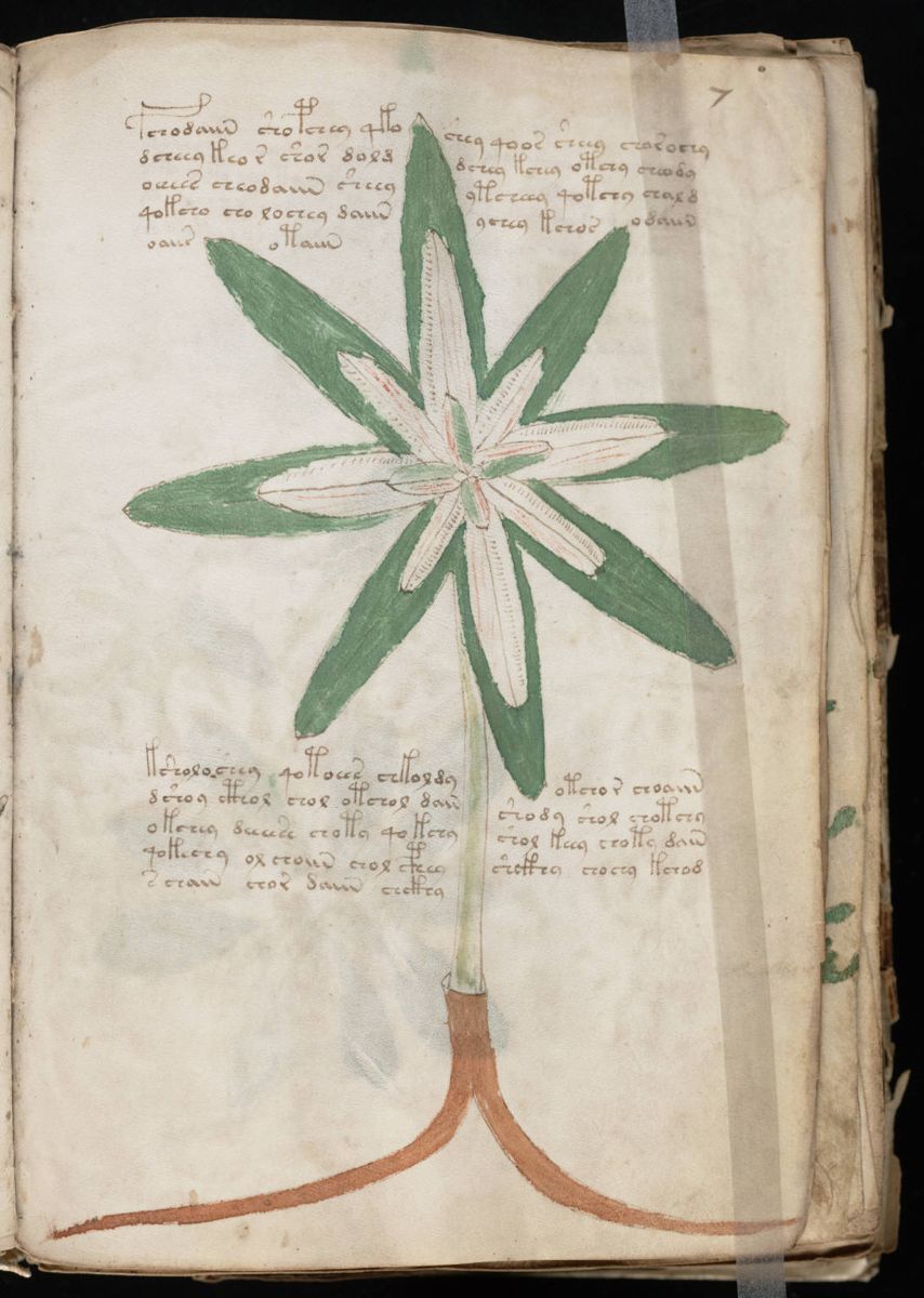 Voynich Manuscript (15).jpg
