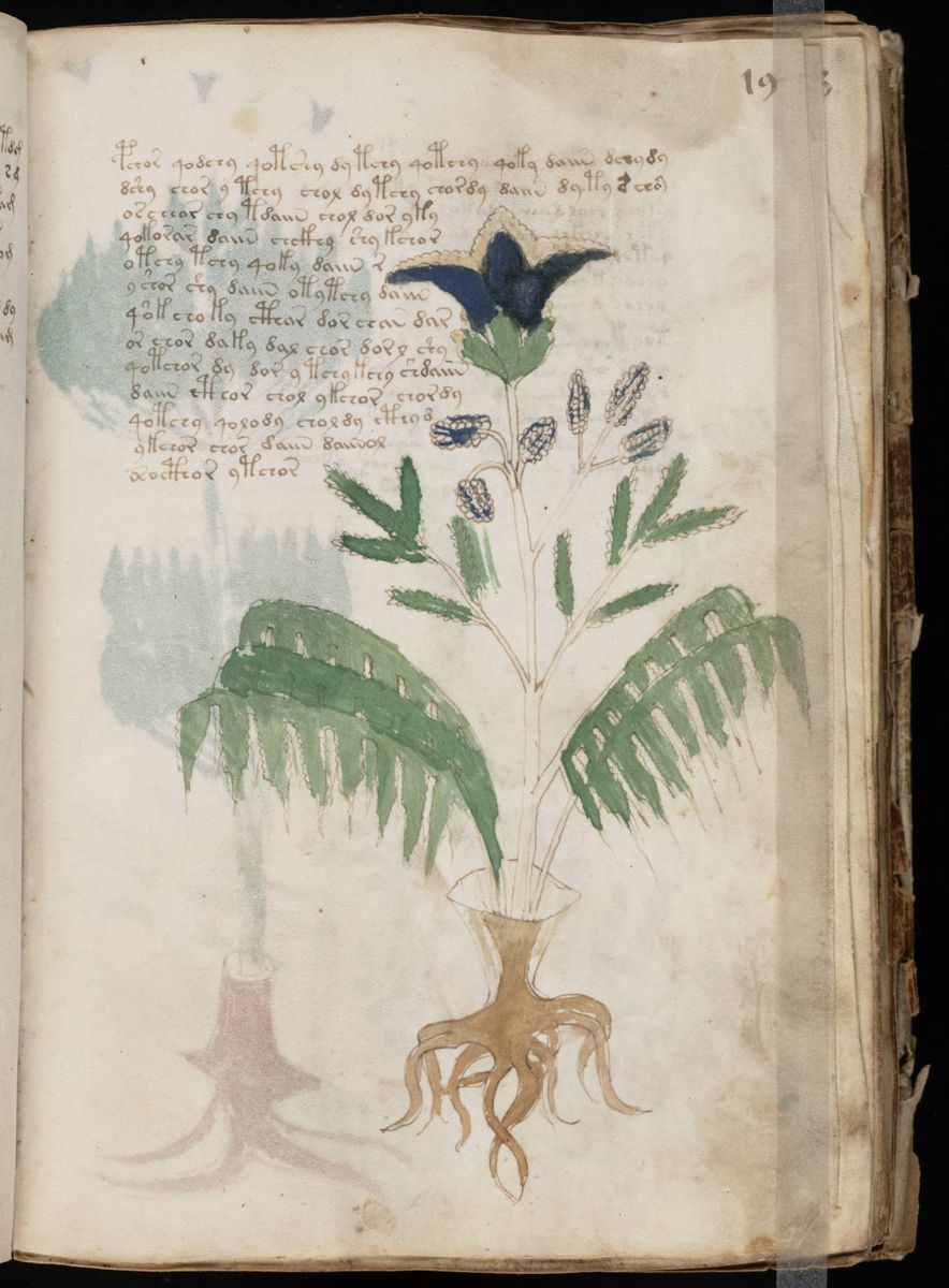 Voynich Manuscript (37).jpg