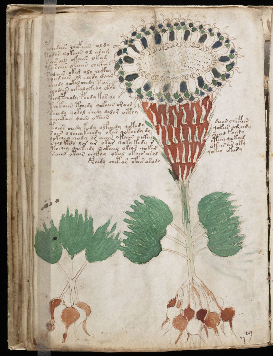 Voynich Manuscript (80).jpg
