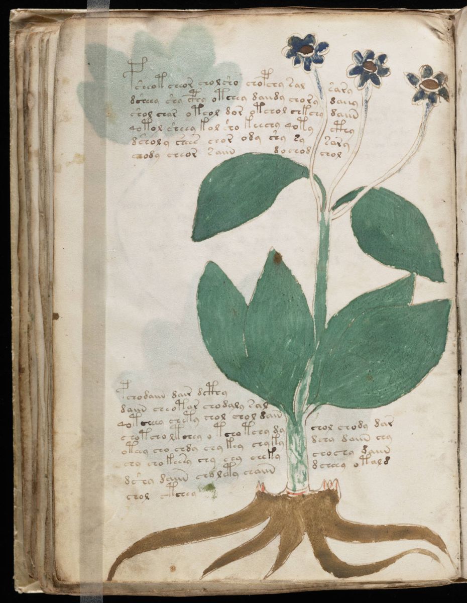 Voynich Manuscript (94).jpg