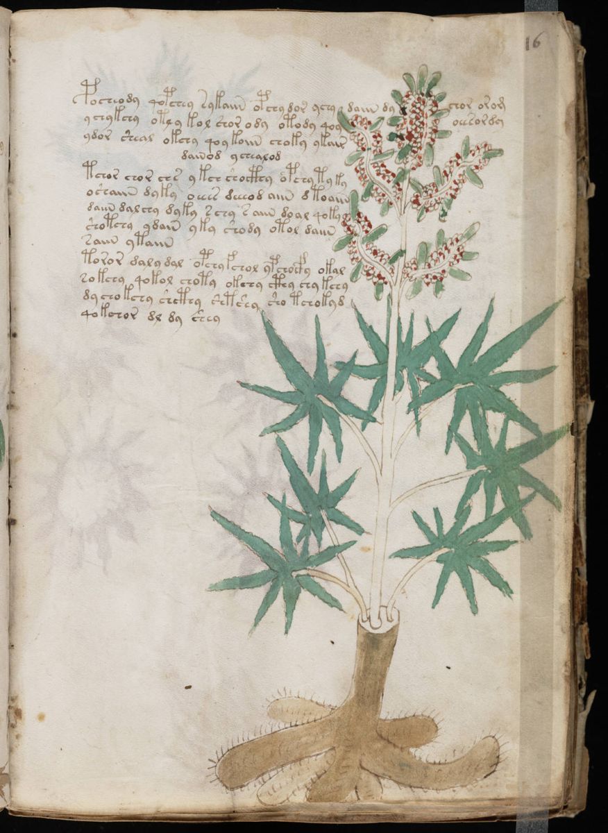 Voynich Manuscript (31).jpg