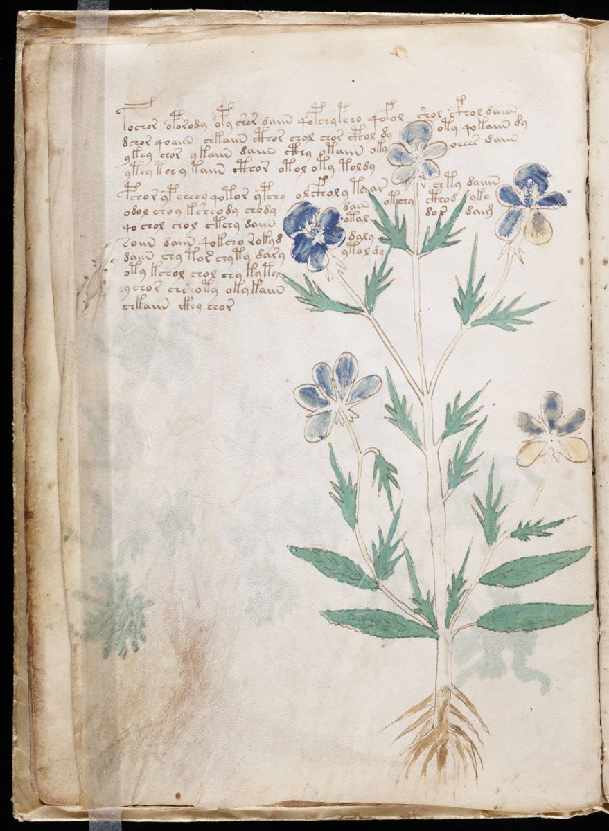 Voynich Manuscript (20).jpg