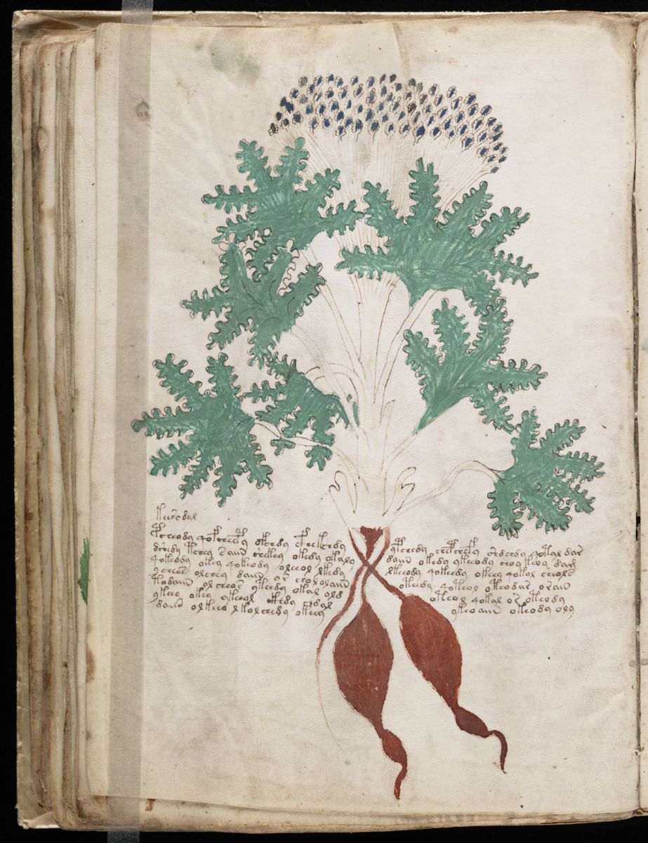Voynich Manuscript (82).jpg