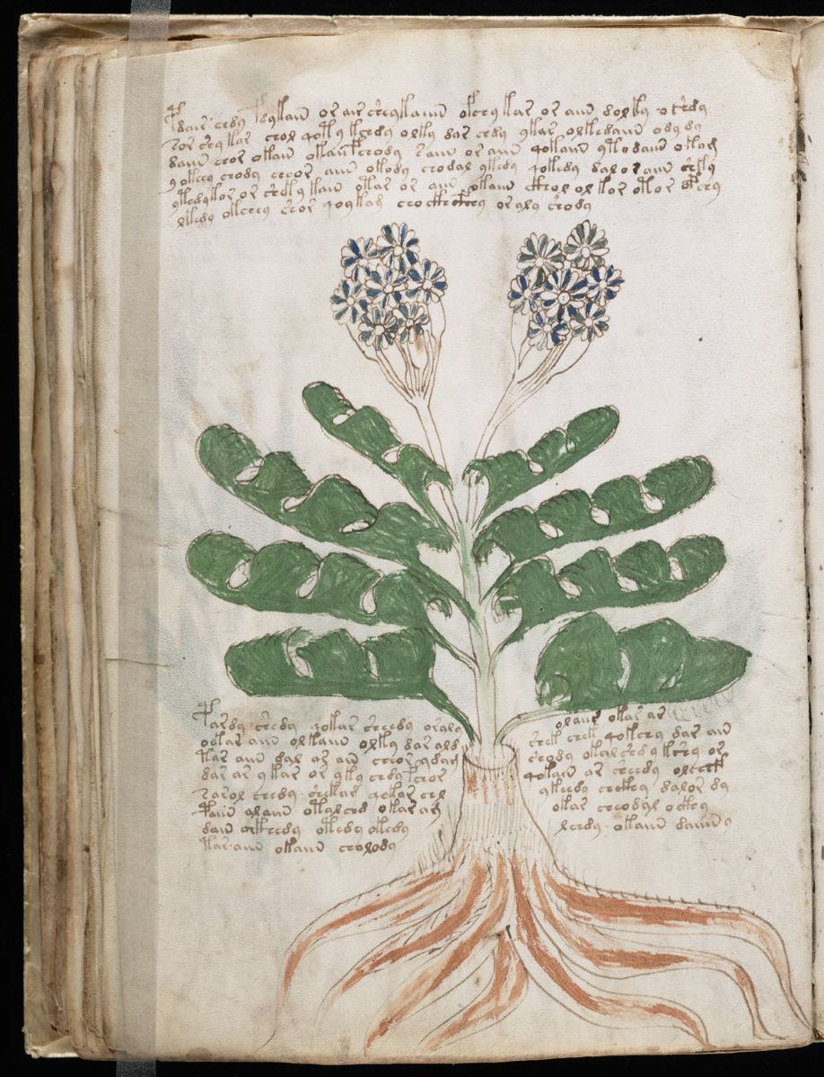 Voynich Manuscript (78).jpg