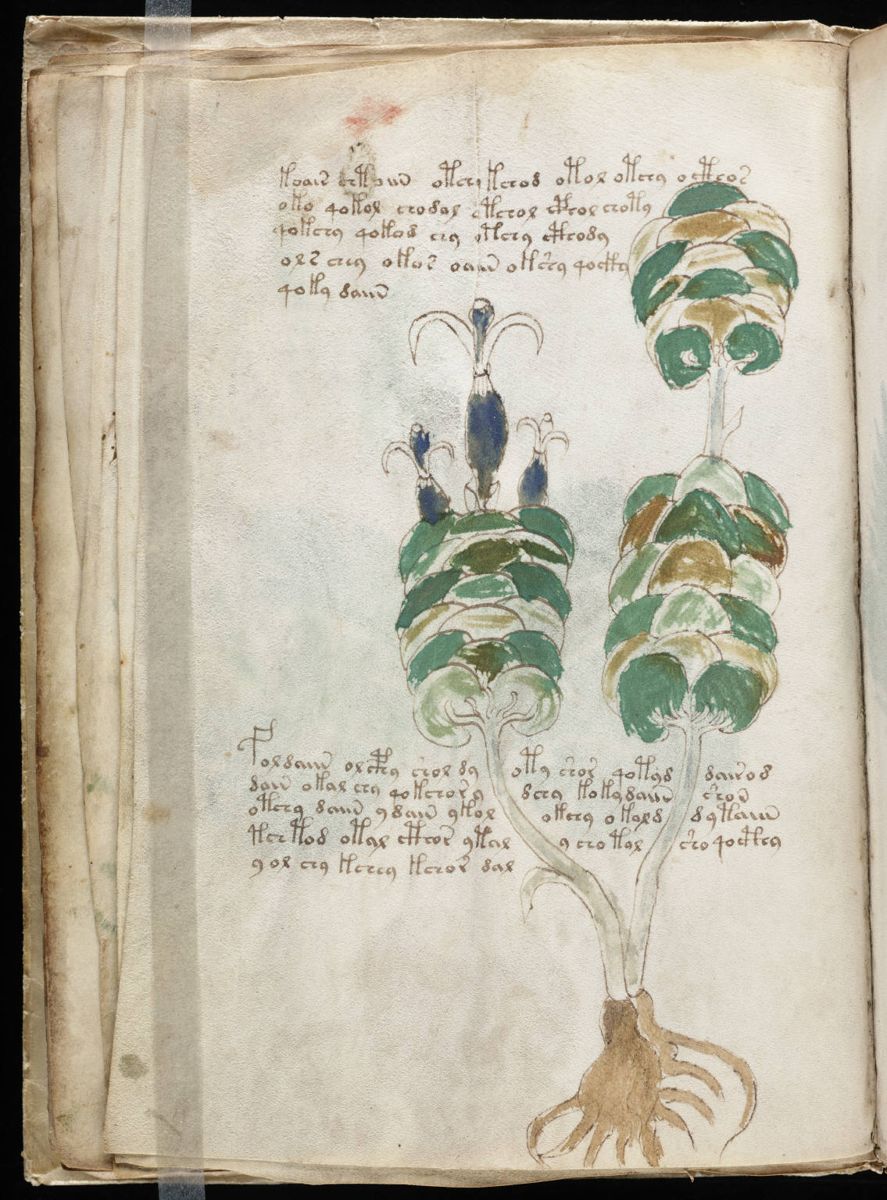 Voynich Manuscript (26).jpg