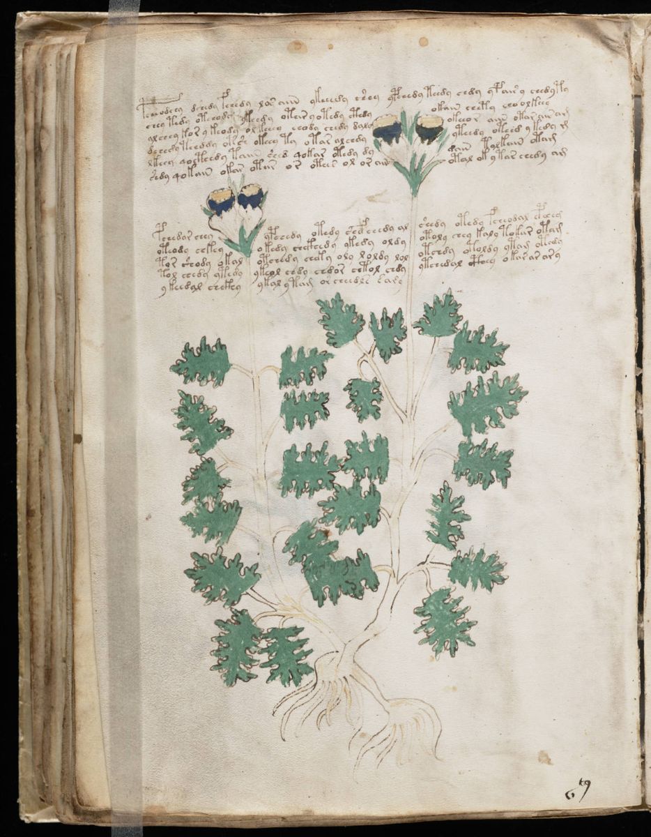 Voynich Manuscript (96).jpg