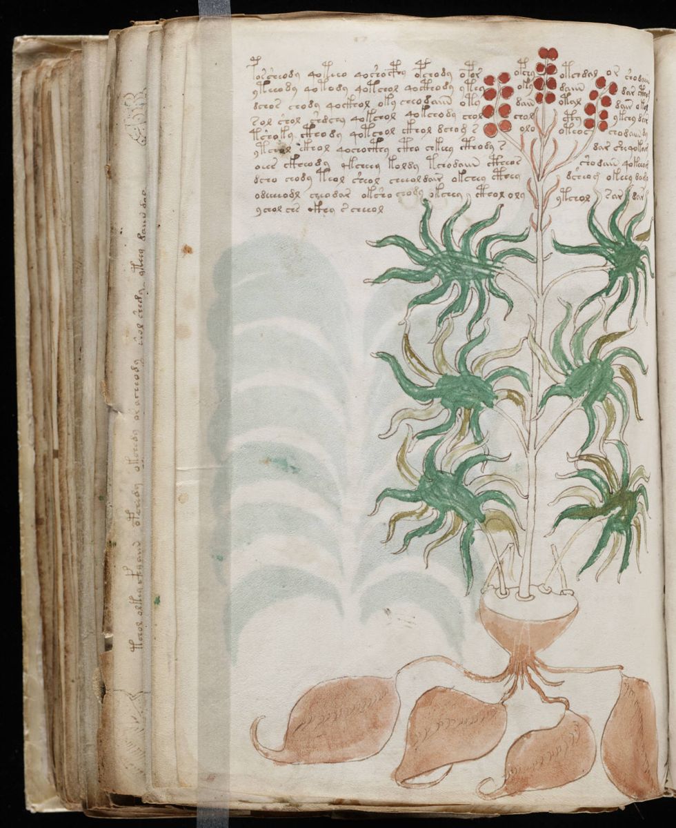 Voynich Manuscript (168).jpg
