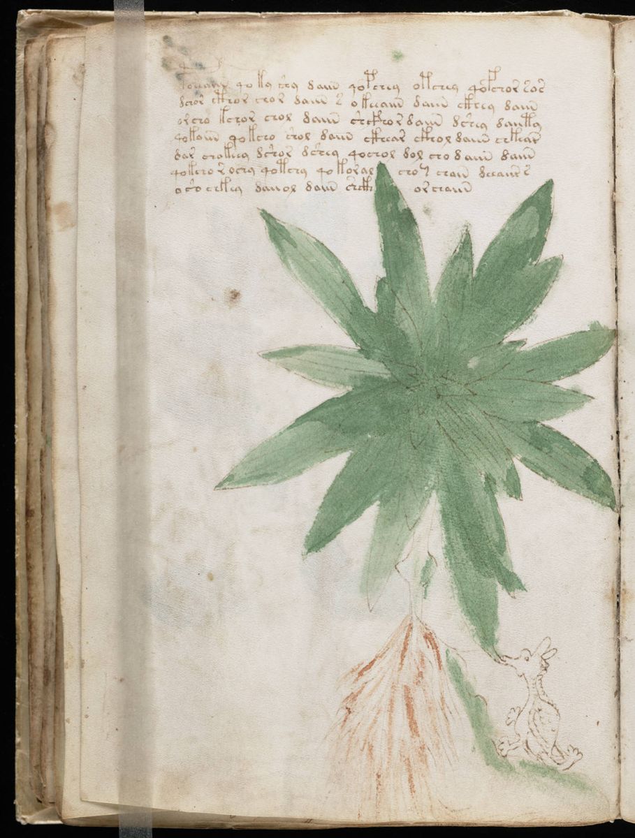 Voynich Manuscript (50).jpg
