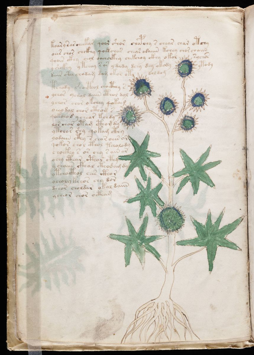 Voynich Manuscript (14).jpg