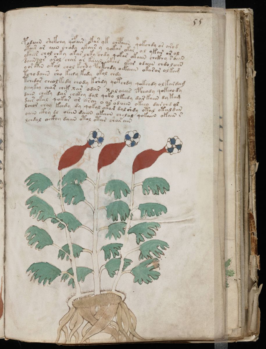 Voynich Manuscript (109).jpg