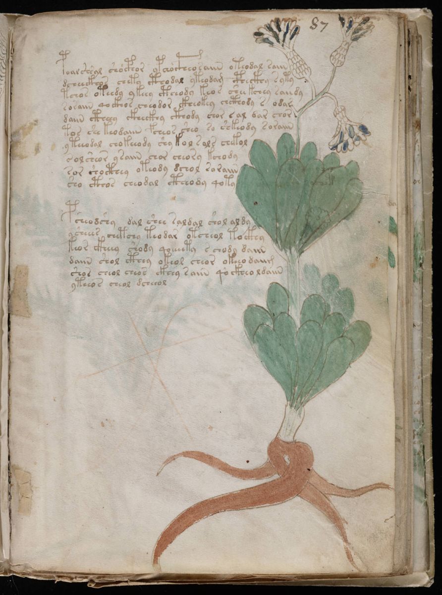 Voynich Manuscript (159).jpg