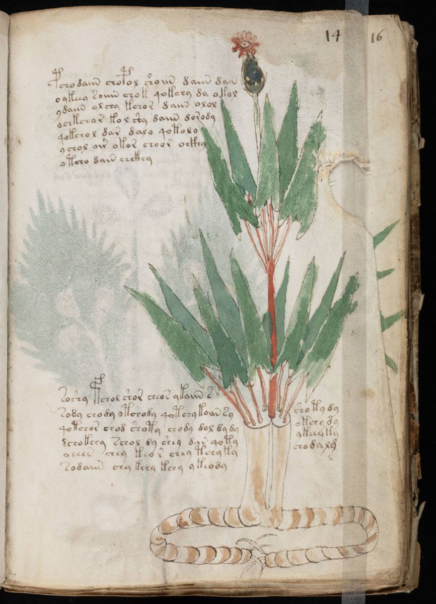 Voynich Manuscript (27).jpg