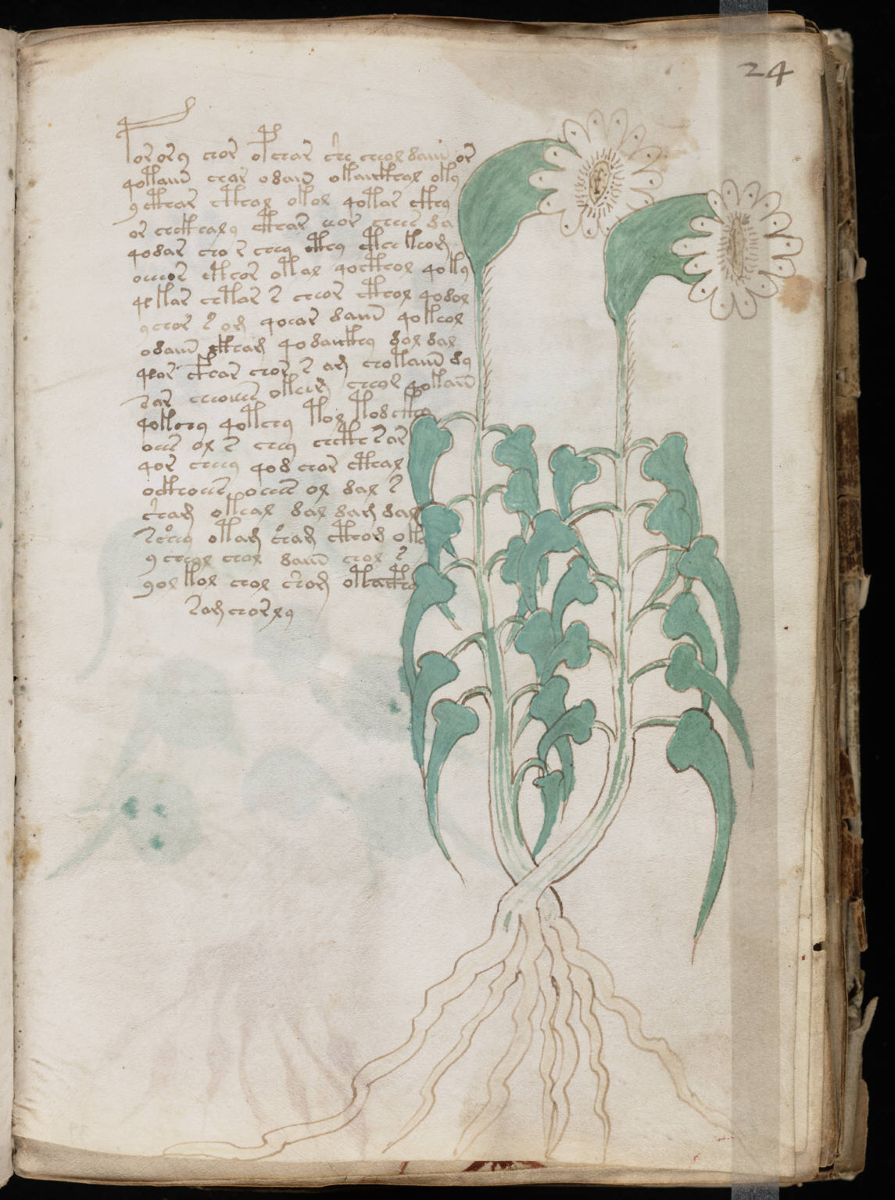 Voynich Manuscript (47).jpg