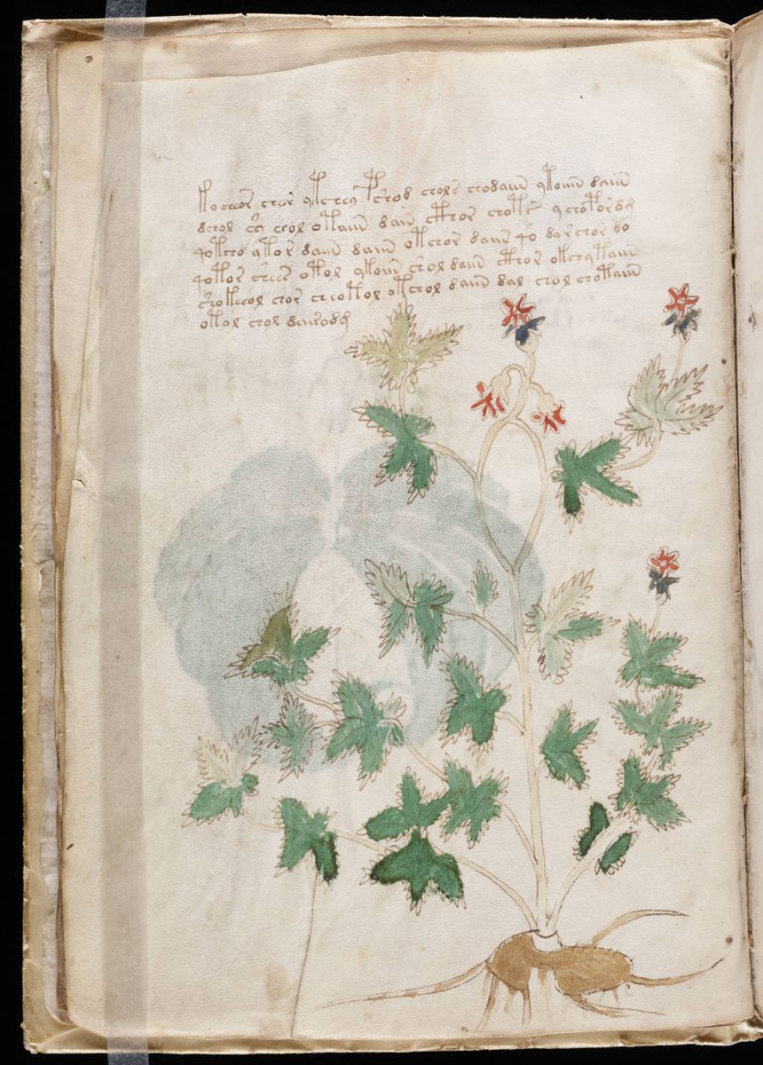 Voynich Manuscript (12).jpg