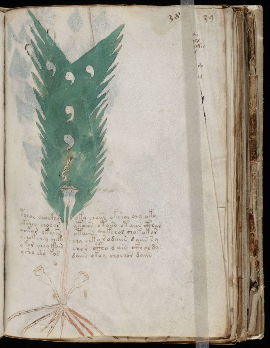 Voynich Manuscript (75).jpg