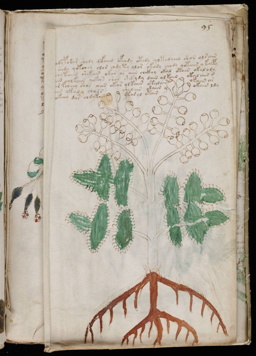 Voynich Manuscript (171).jpg