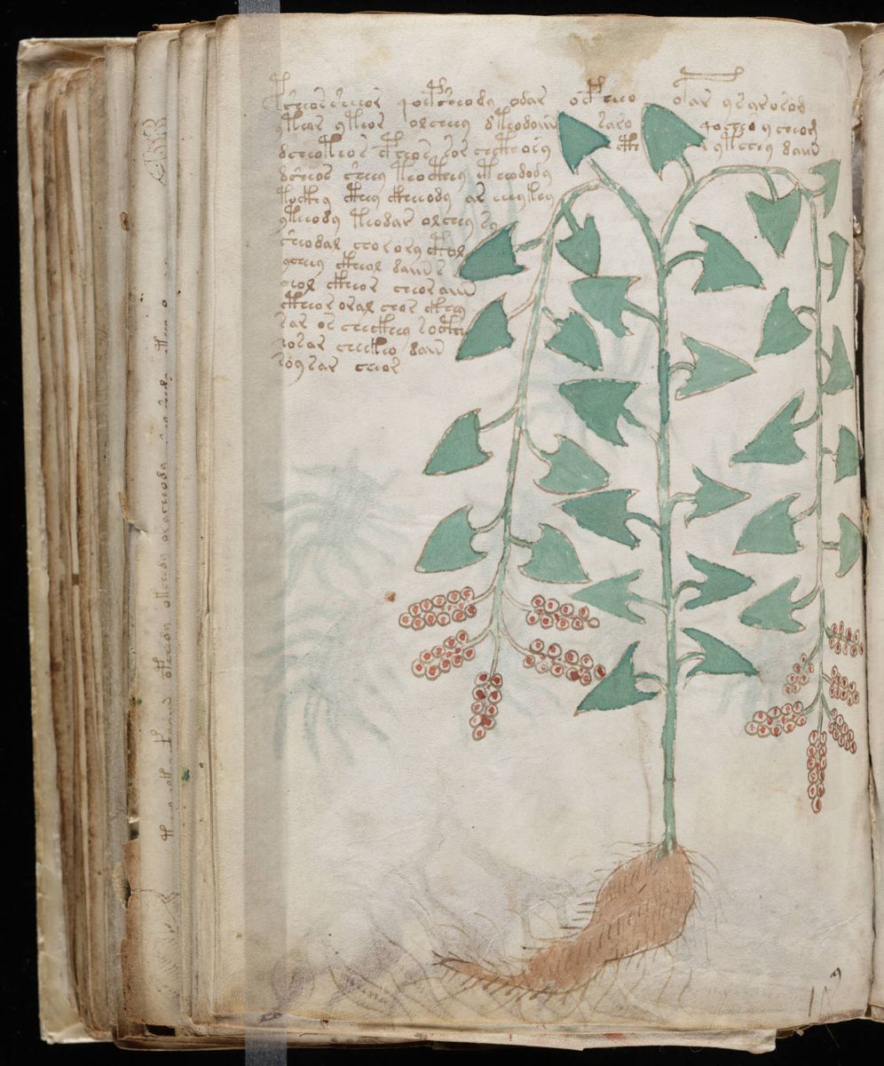 Voynich Manuscript (174).jpg