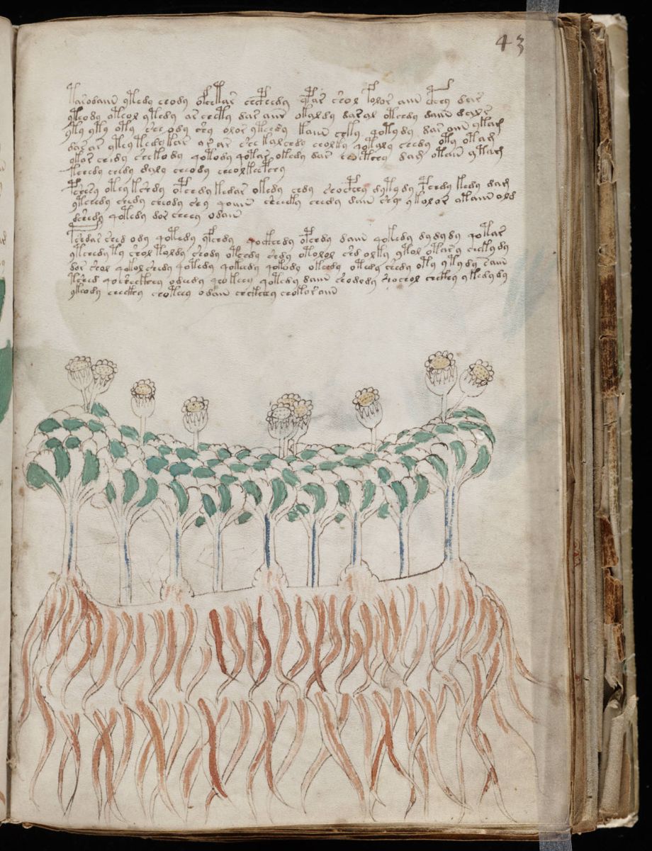 Voynich Manuscript (85).jpg