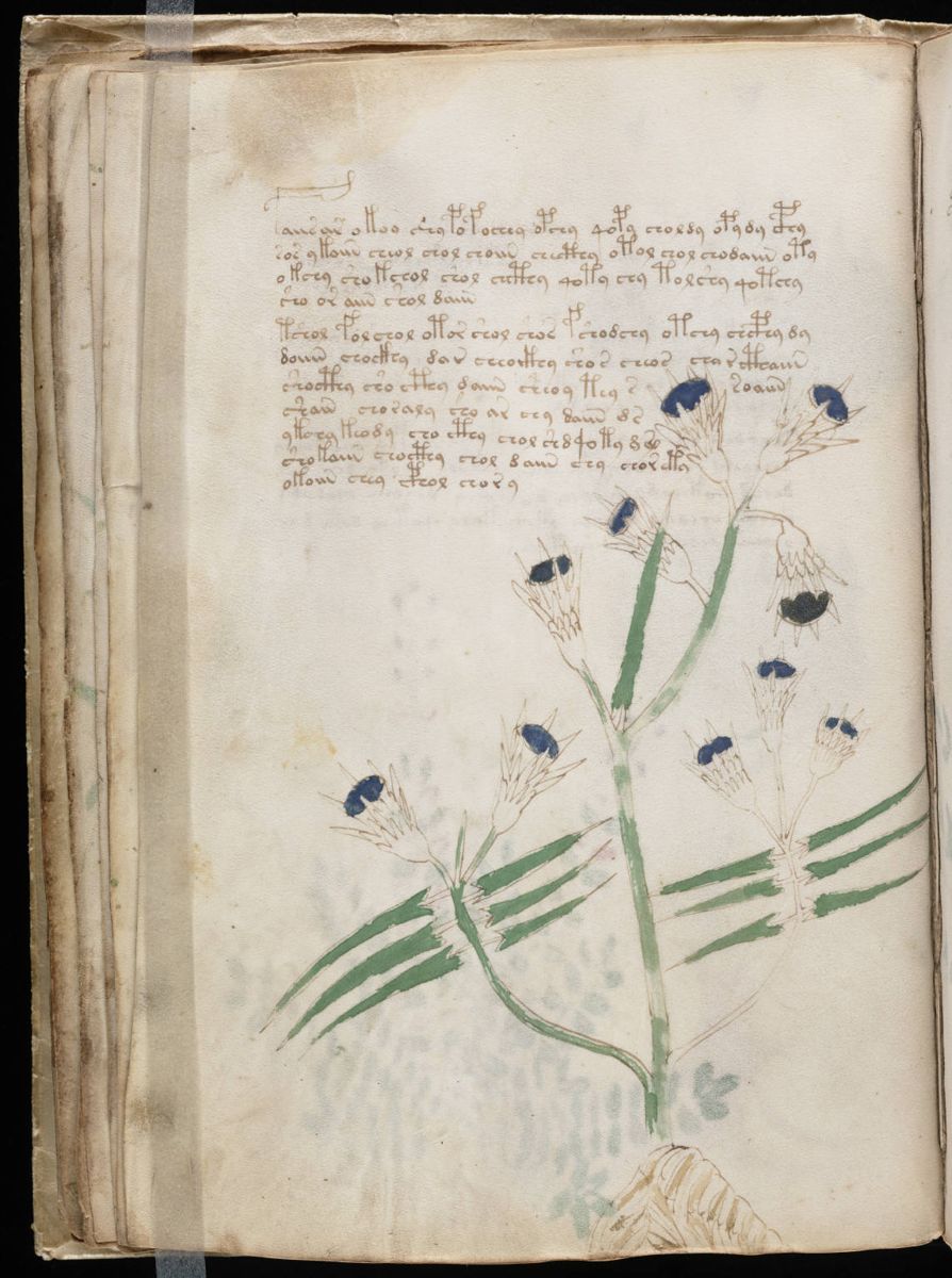 Voynich Manuscript (40).jpg
