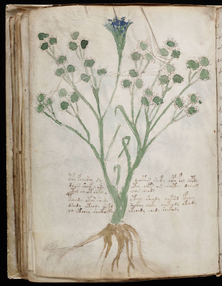 Voynich Manuscript (118).jpg