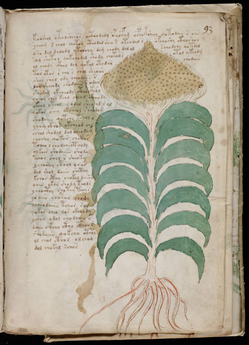 Voynich Manuscript (167).jpg