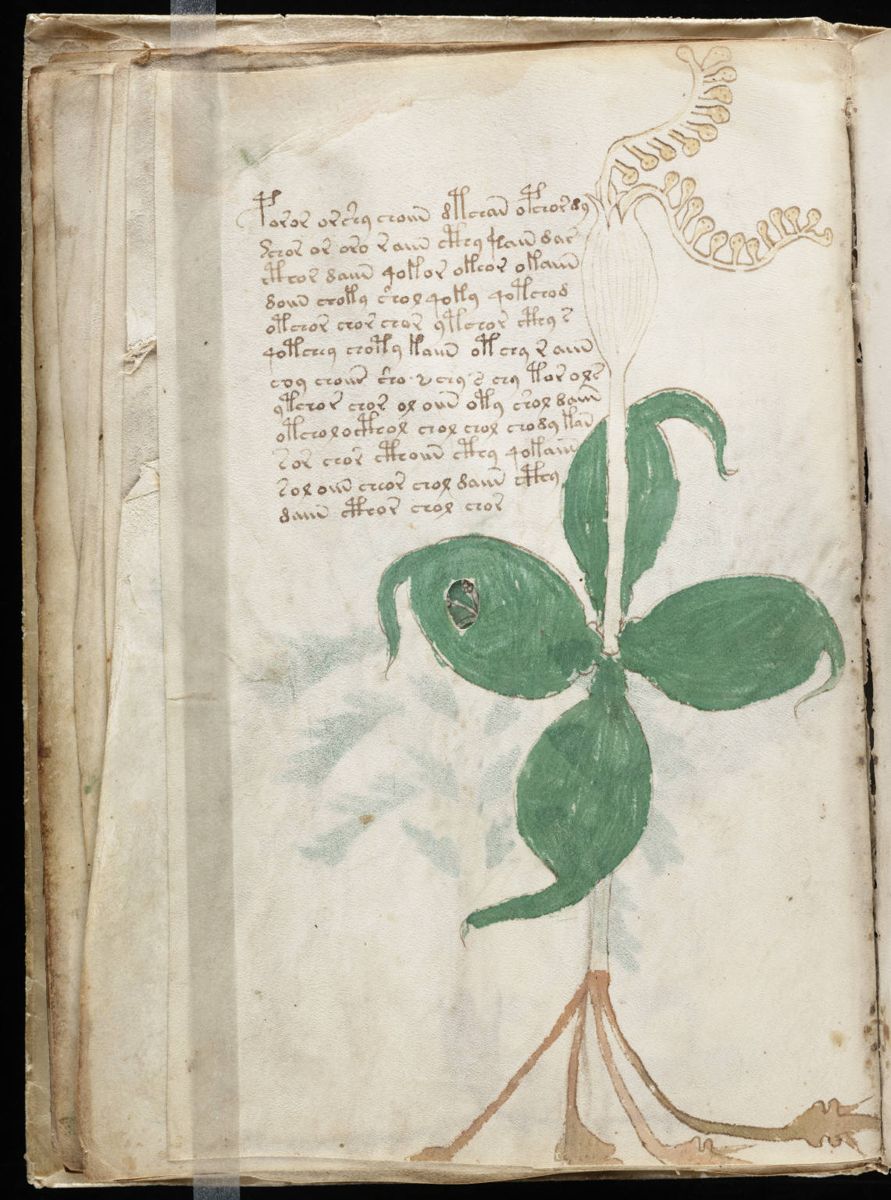 Voynich Manuscript (30).jpg