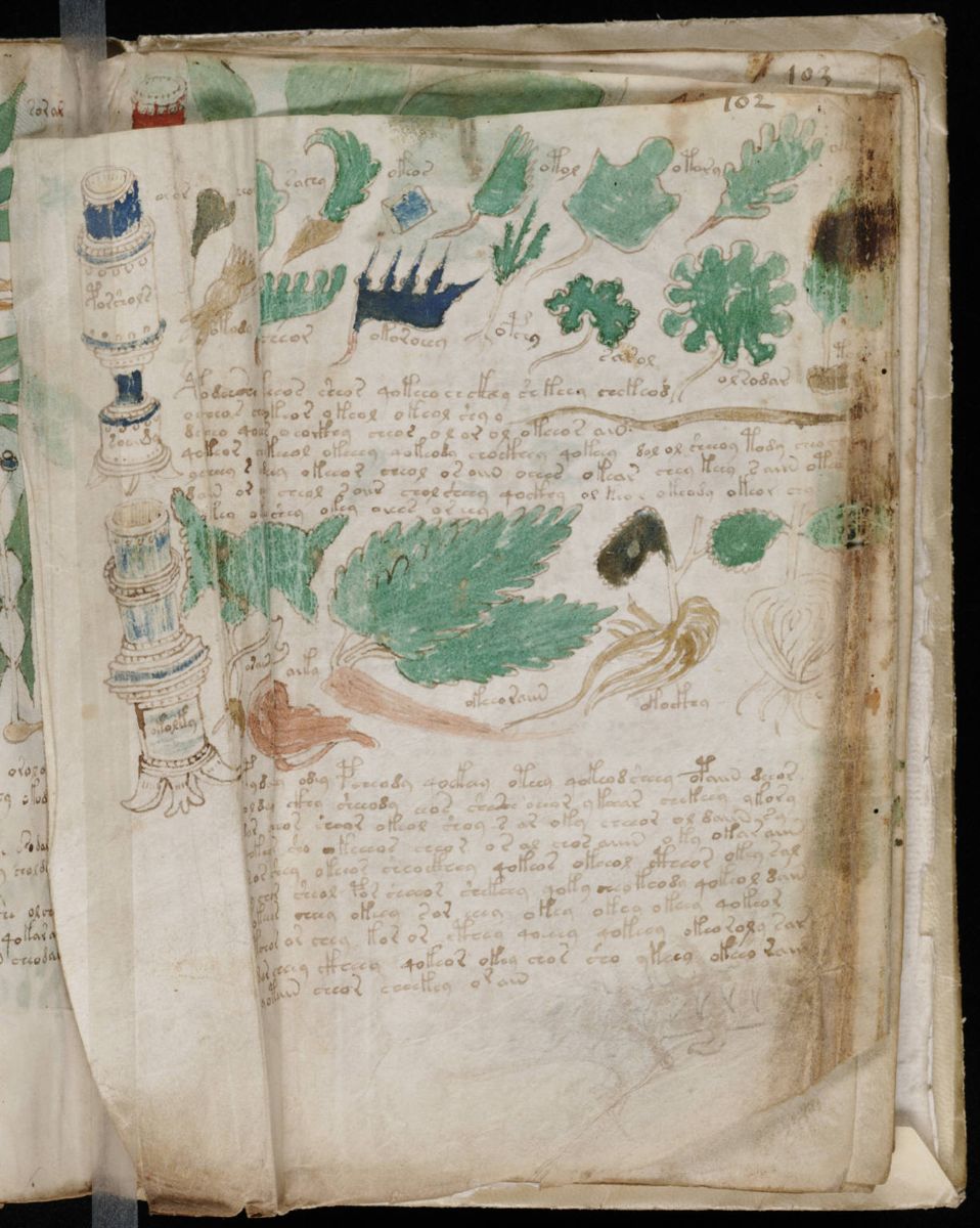 Voynich Manuscript (181).jpg