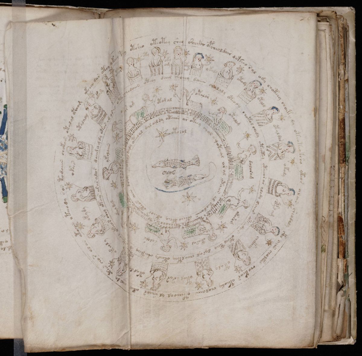 Voynich Manuscript (127).jpg