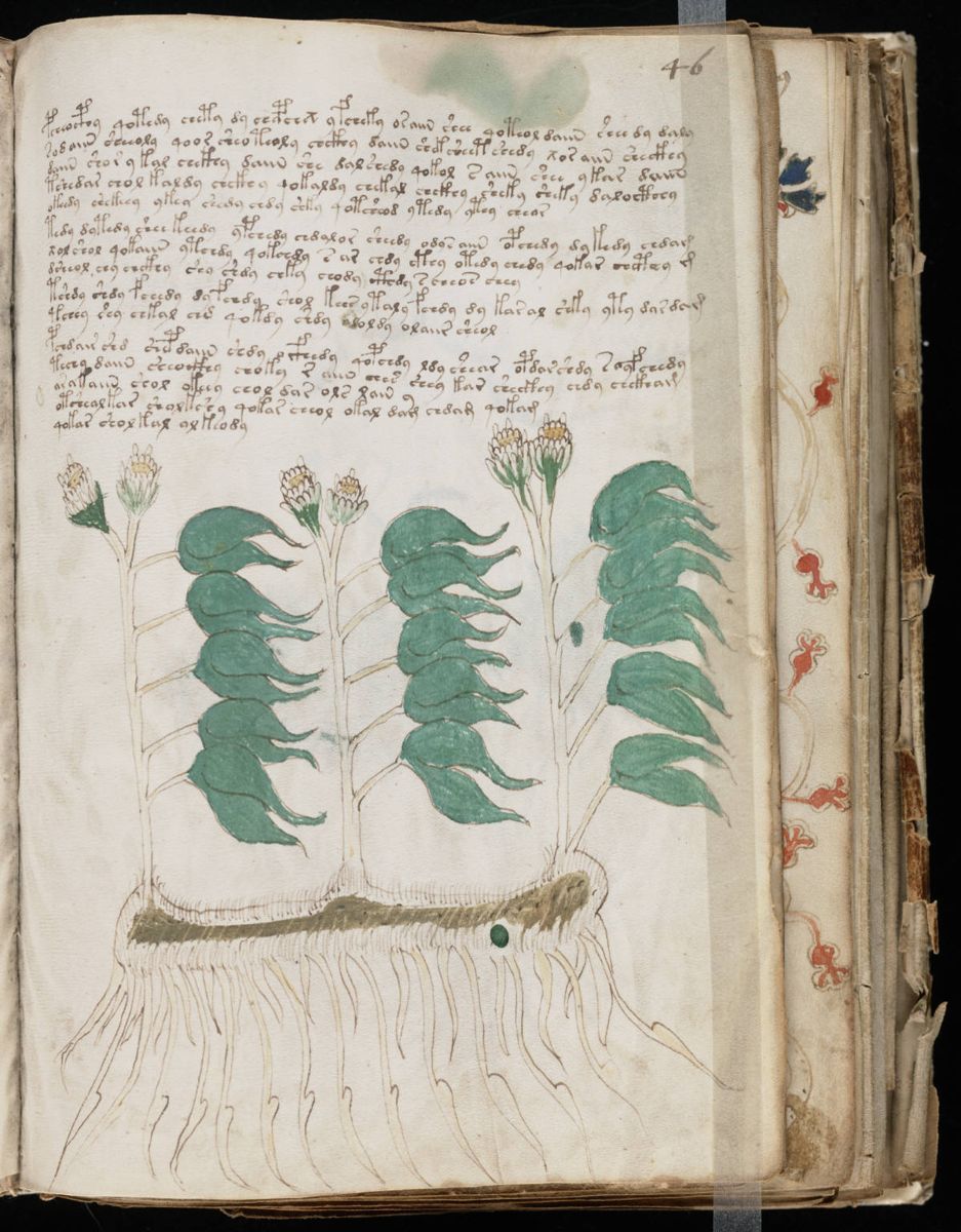 Voynich Manuscript (91).jpg
