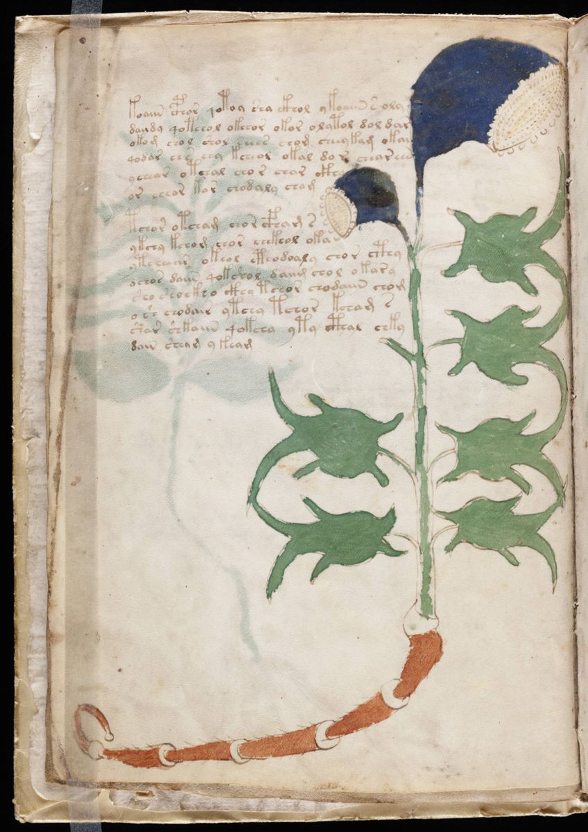 Voynich Manuscript (8).jpg