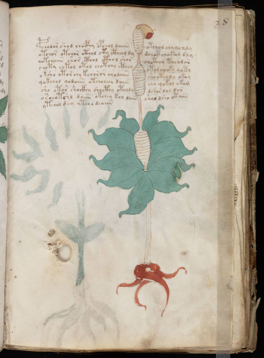 Voynich Manuscript (55).jpg