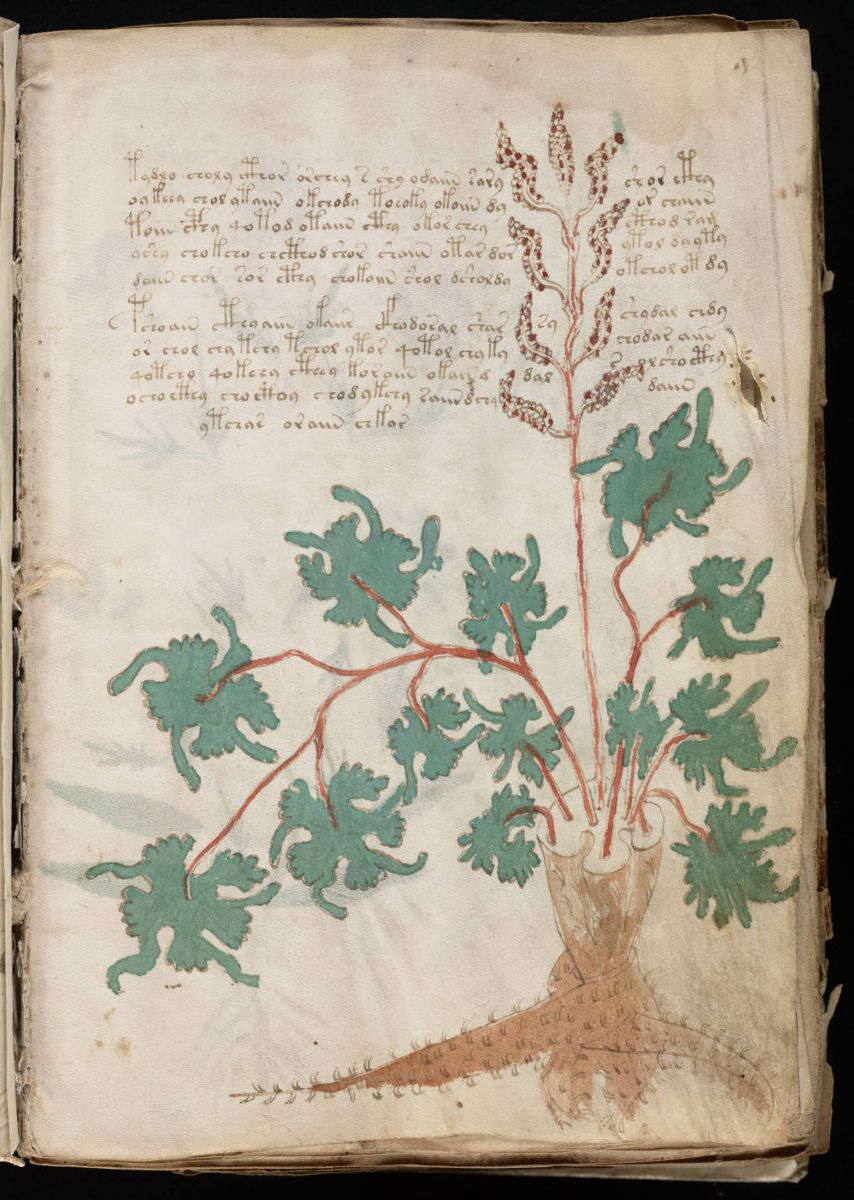 Voynich Manuscript (19).jpg