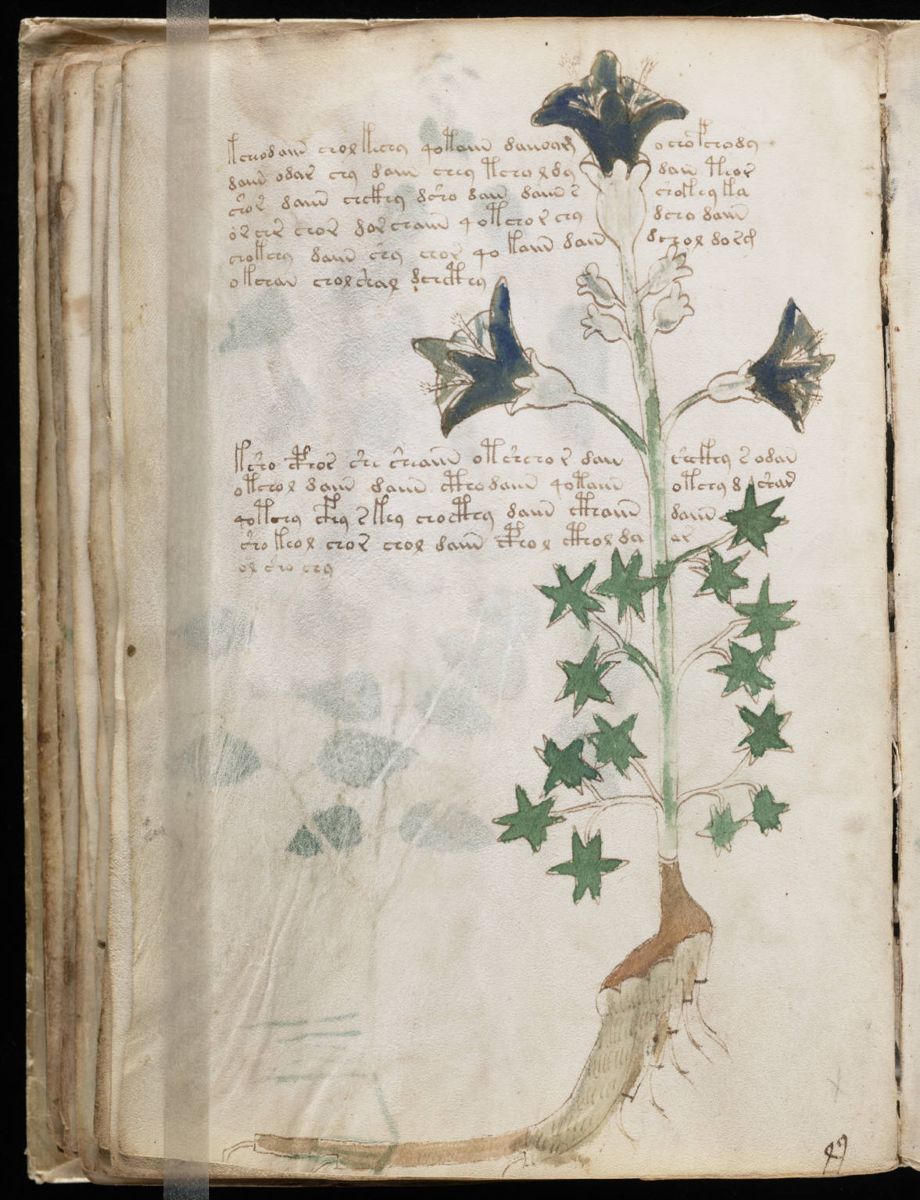 Voynich Manuscript (64).jpg