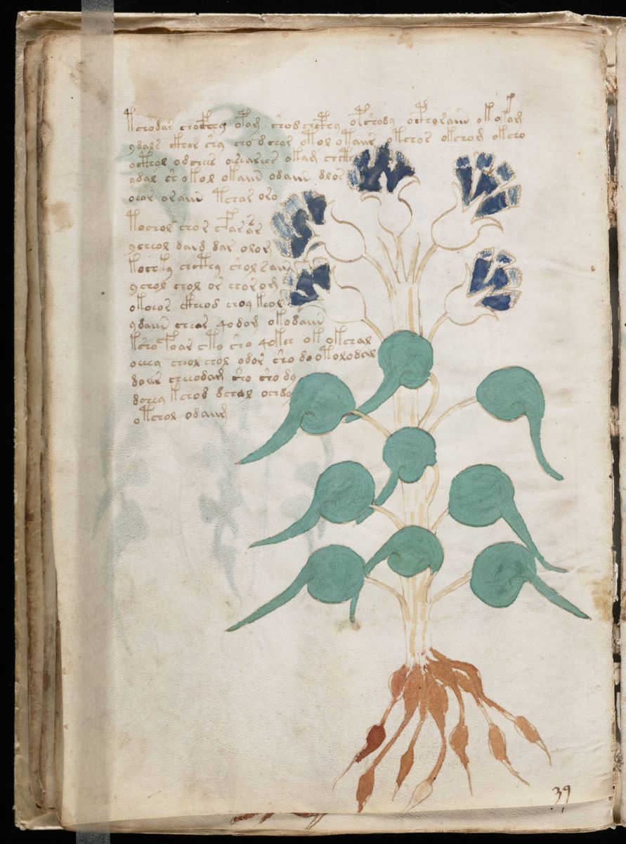 Voynich Manuscript (48).jpg