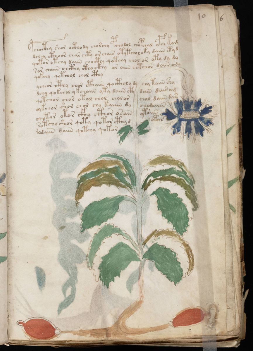 Voynich Manuscript (21).jpg