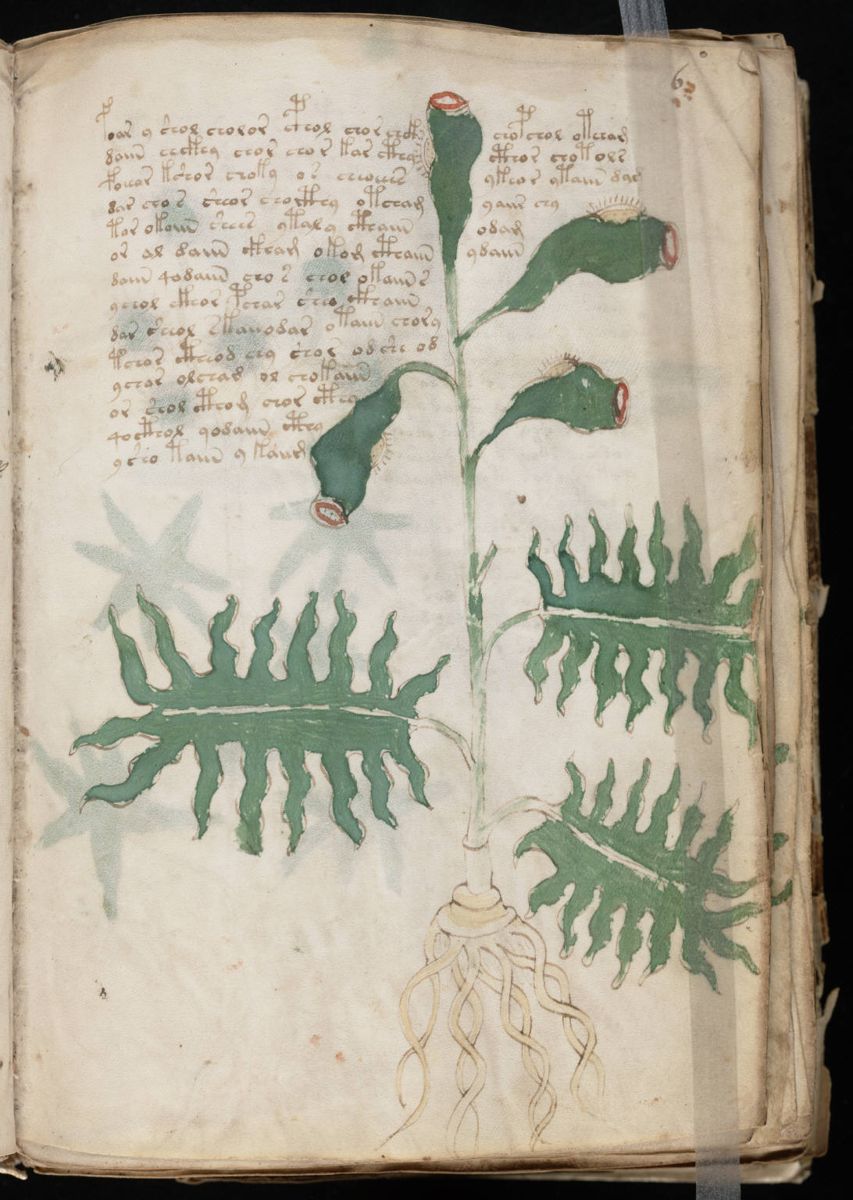 Voynich Manuscript (13).jpg