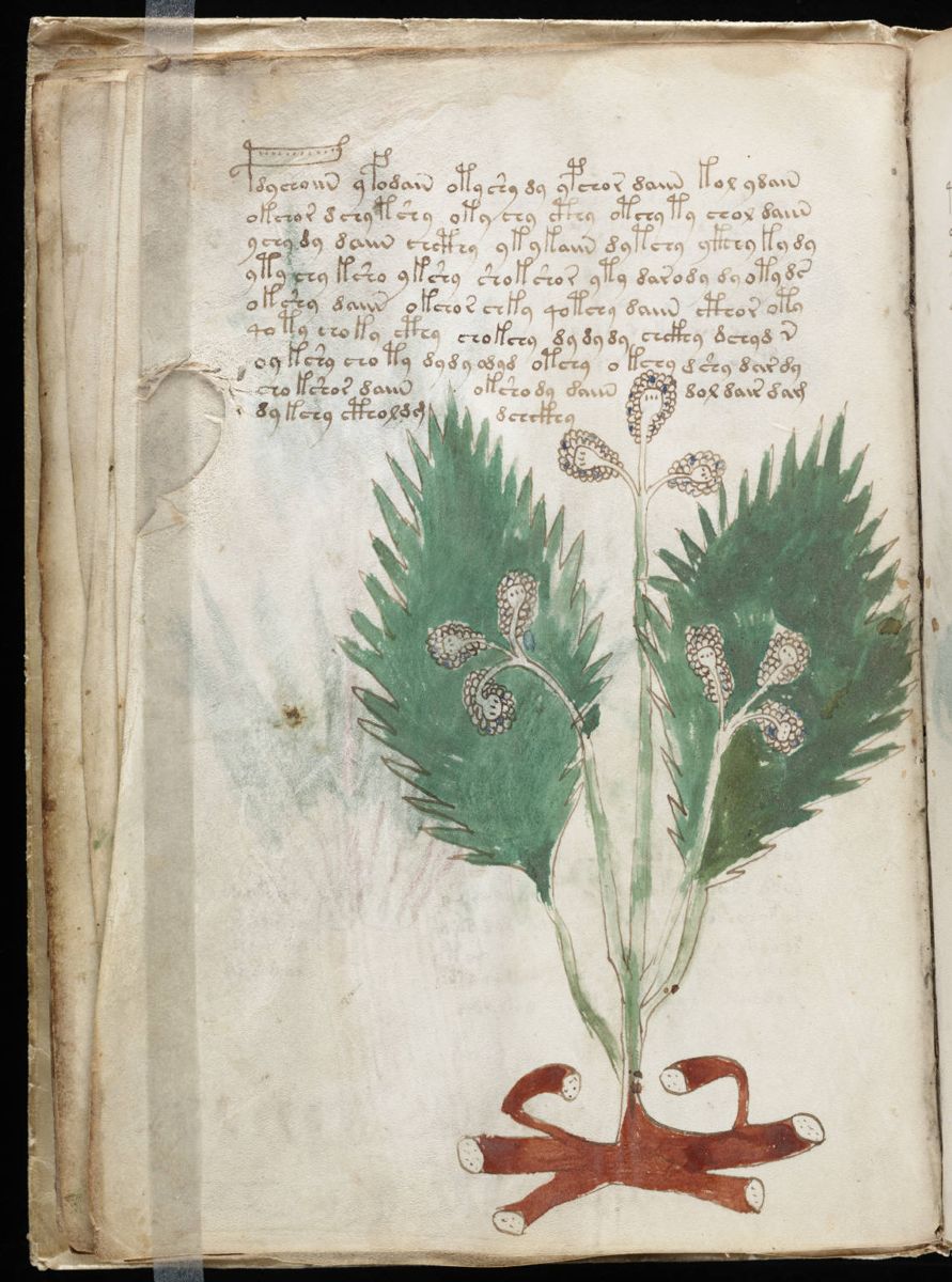 Voynich Manuscript (28).jpg