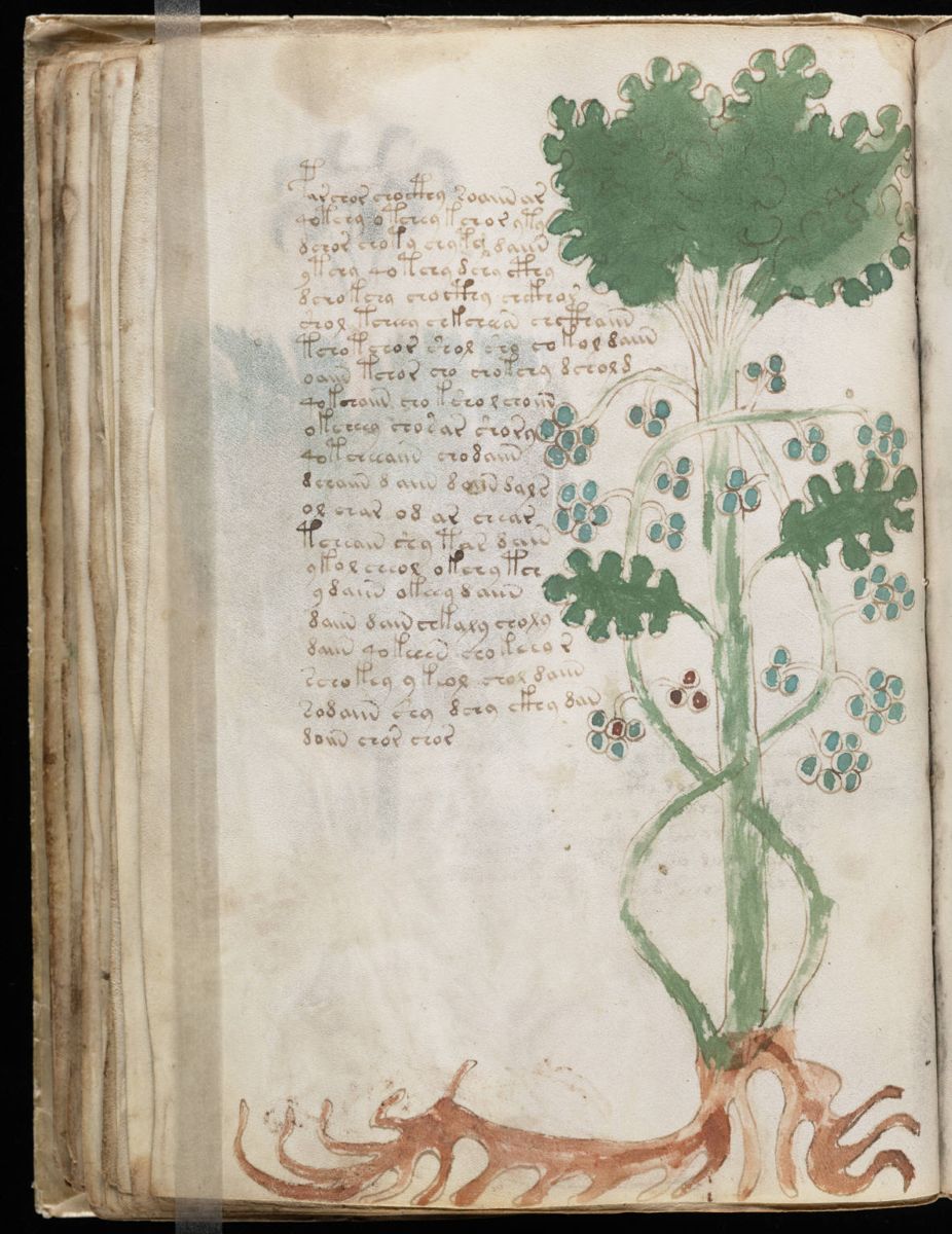 Voynich Manuscript (70).jpg