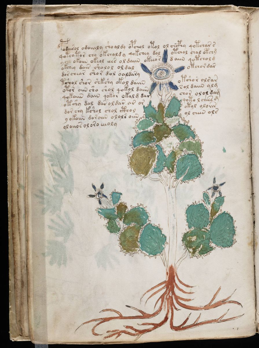 Voynich Manuscript (46).jpg
