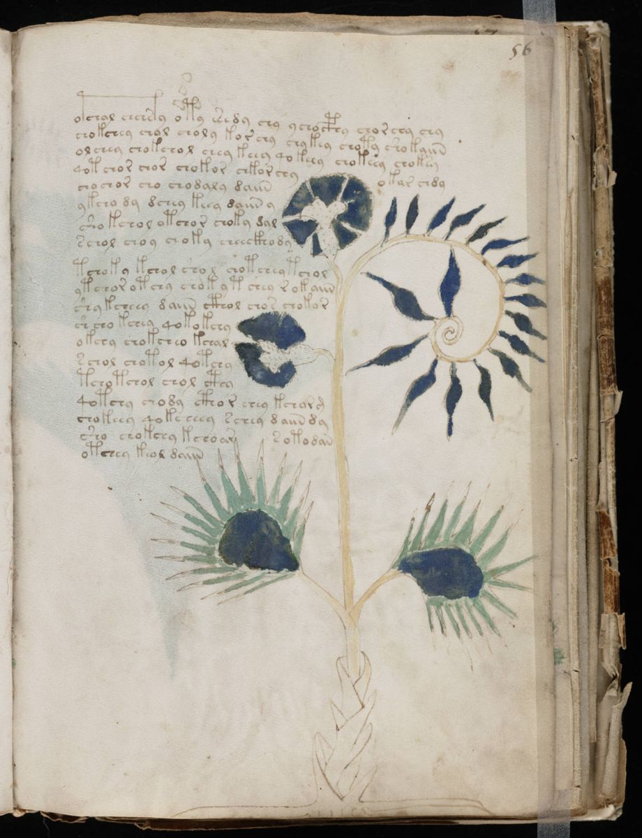 Voynich Manuscript (111).jpg