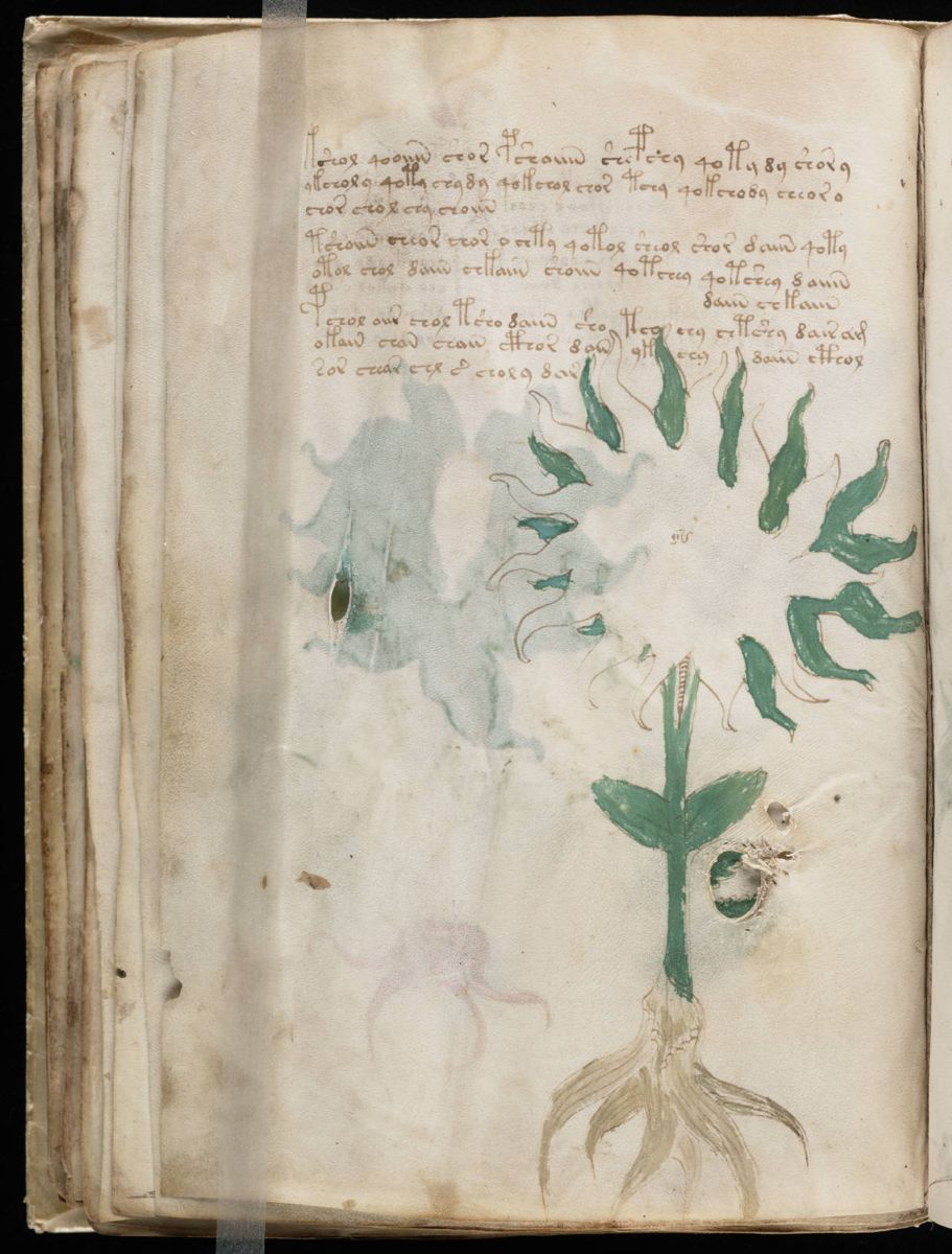Voynich Manuscript (56).jpg