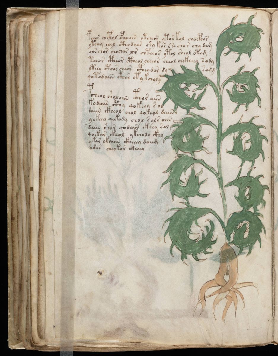 Voynich Manuscript (104).jpg