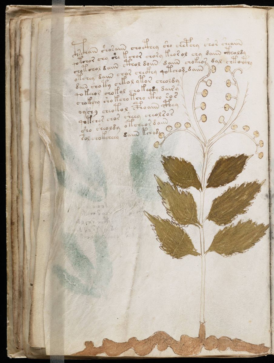 Voynich Manuscript (60).jpg