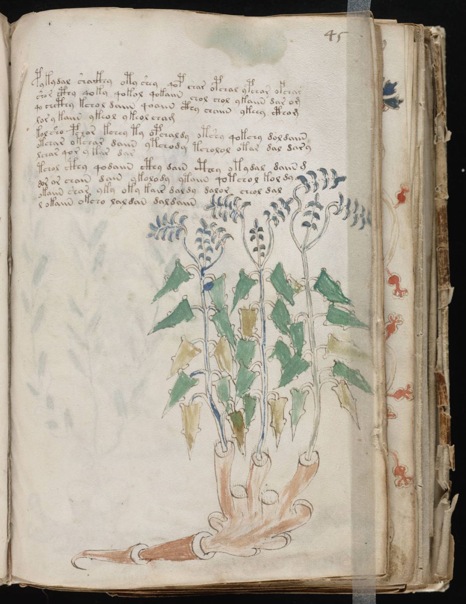 Voynich Manuscript (89).jpg
