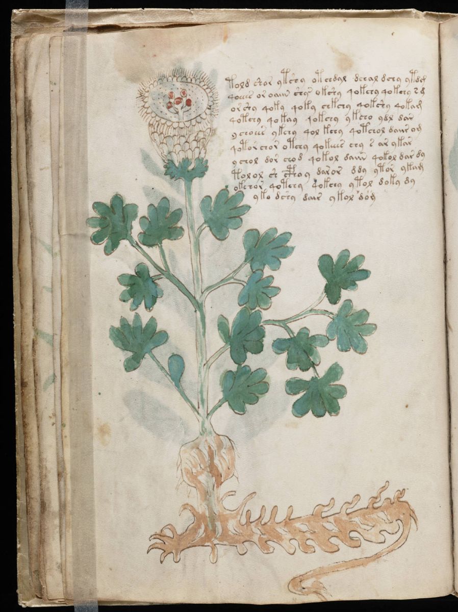Voynich Manuscript (36).jpg