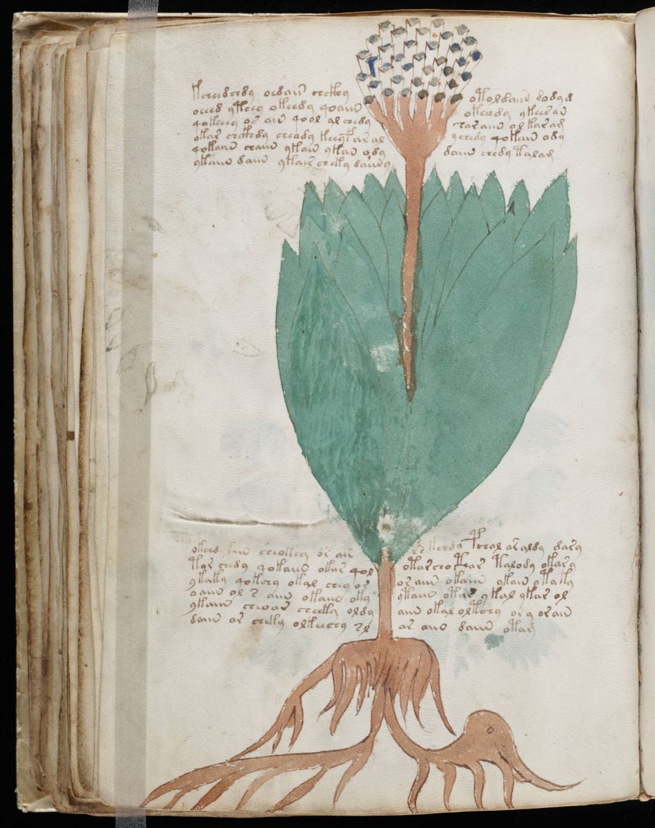 Voynich Manuscript (110).jpg