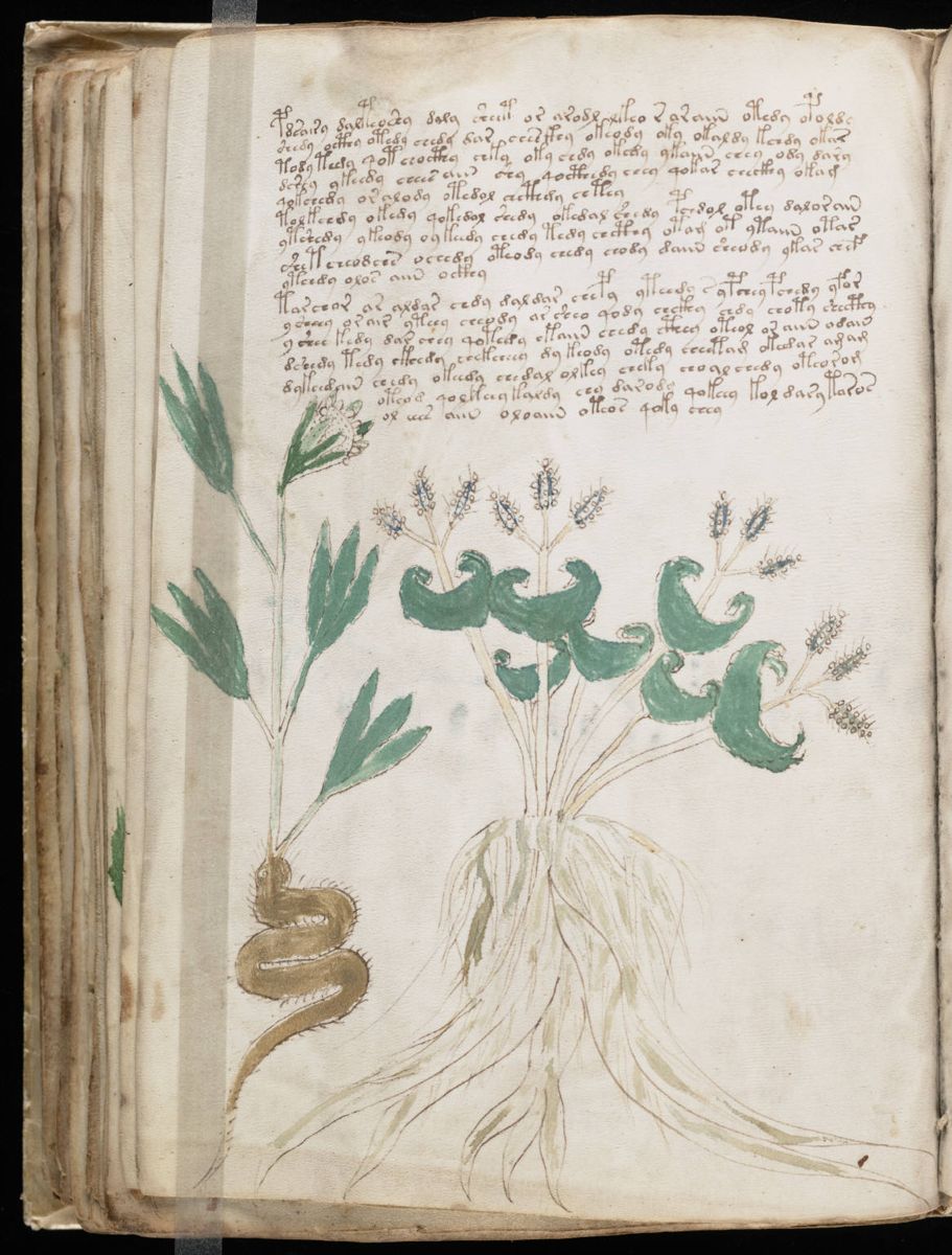 Voynich Manuscript (86).jpg