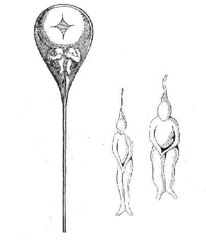 Hartsoeker's preformation "little man" in a spermatozoon, 1695