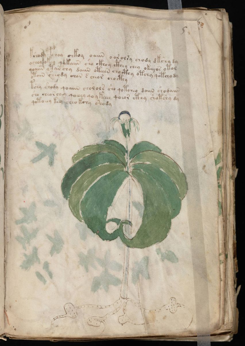 Voynich Manuscript (11).jpg