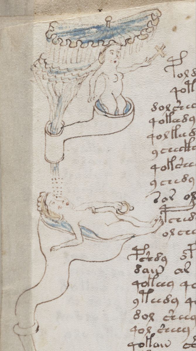 Voynich Manuscript, pulprit detail of f79v.png